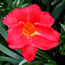 Hemerocallis Ruffled Ruby